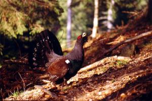 Krajinski park Tirske peči