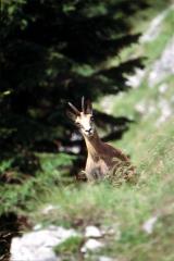 Krajinski park Tirske peči