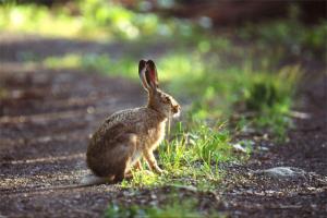 Krajinski park Tirske peči
