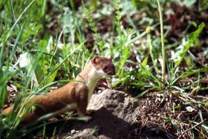 Krajinski park Tirske peči